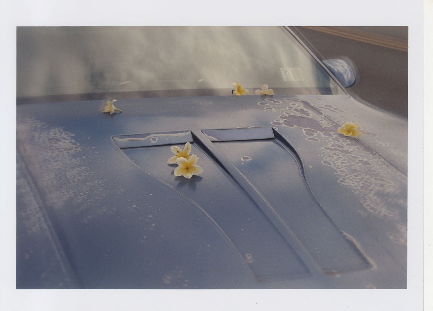 Vava Ribeiro - Work #3: Plumeria on a Camaro Pupukea, Oahu - Poster