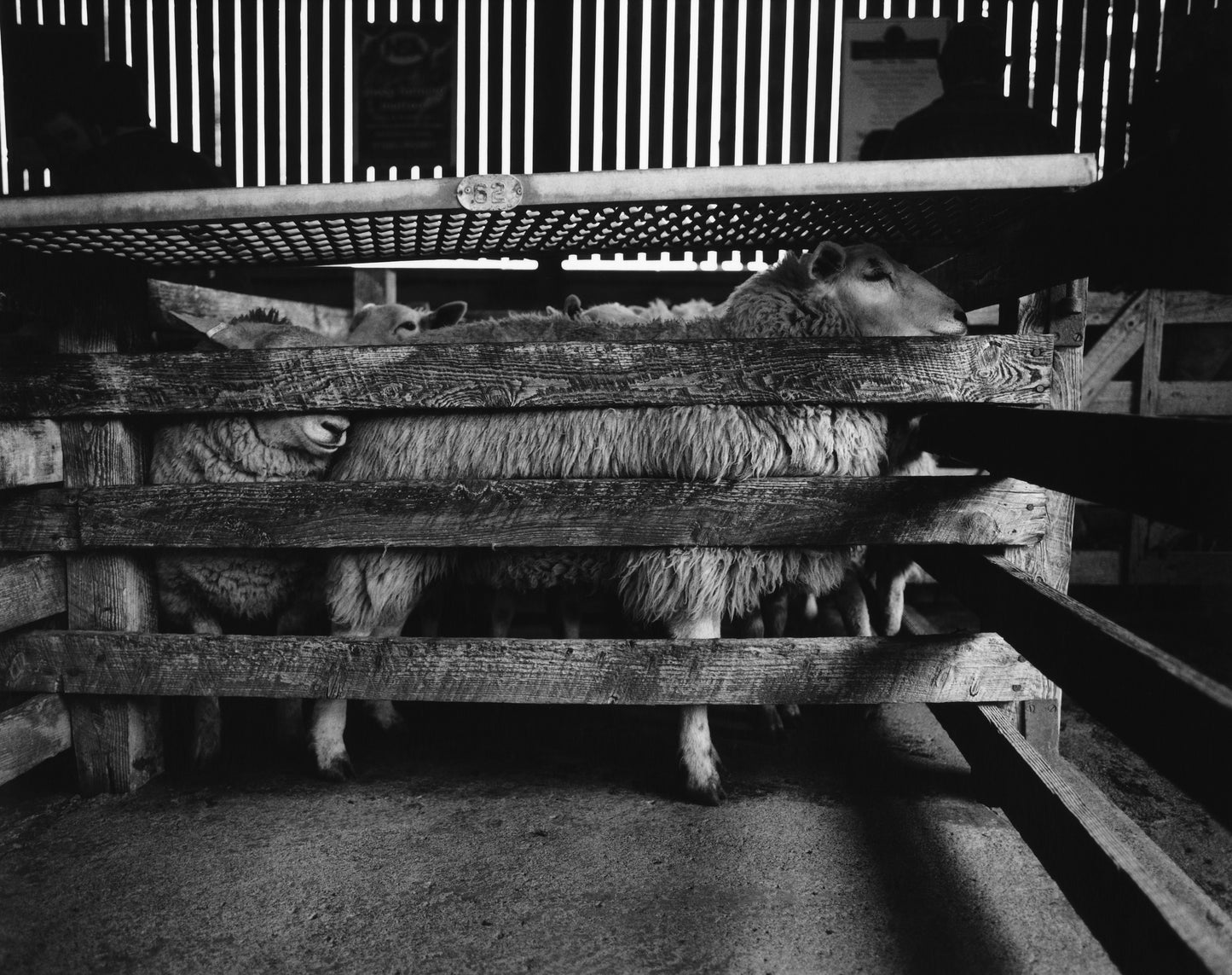 George Hutton - Work #5: Sheep - Poster