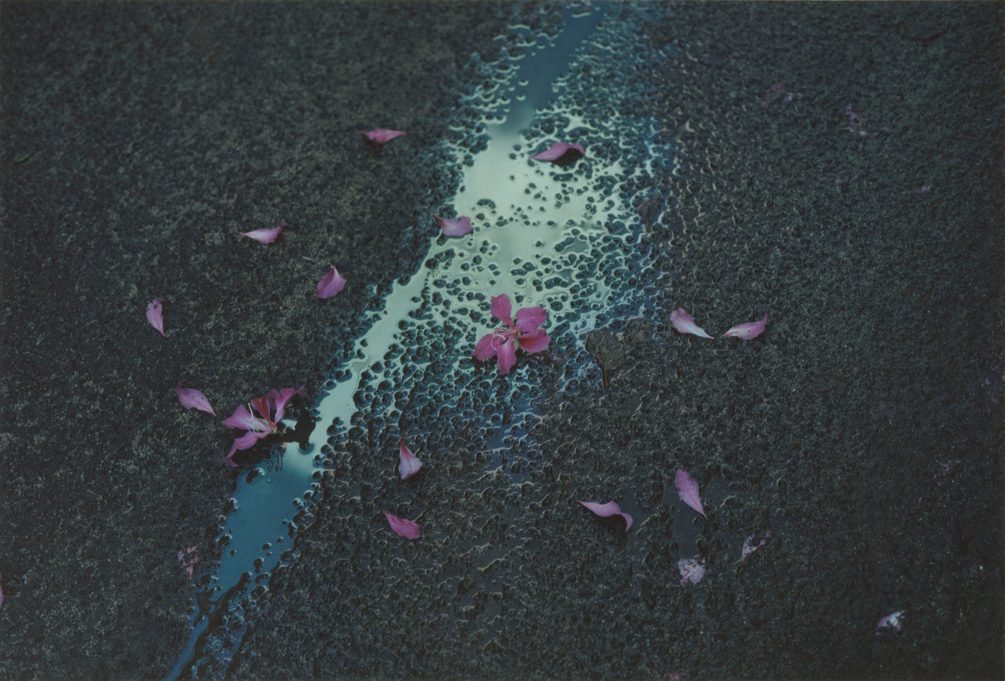Pink flower petals on a dark surface