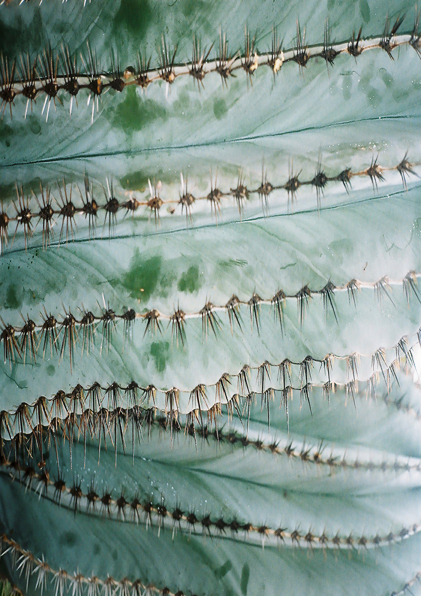 Erik André Nes - Work #19: Cactus - Poster