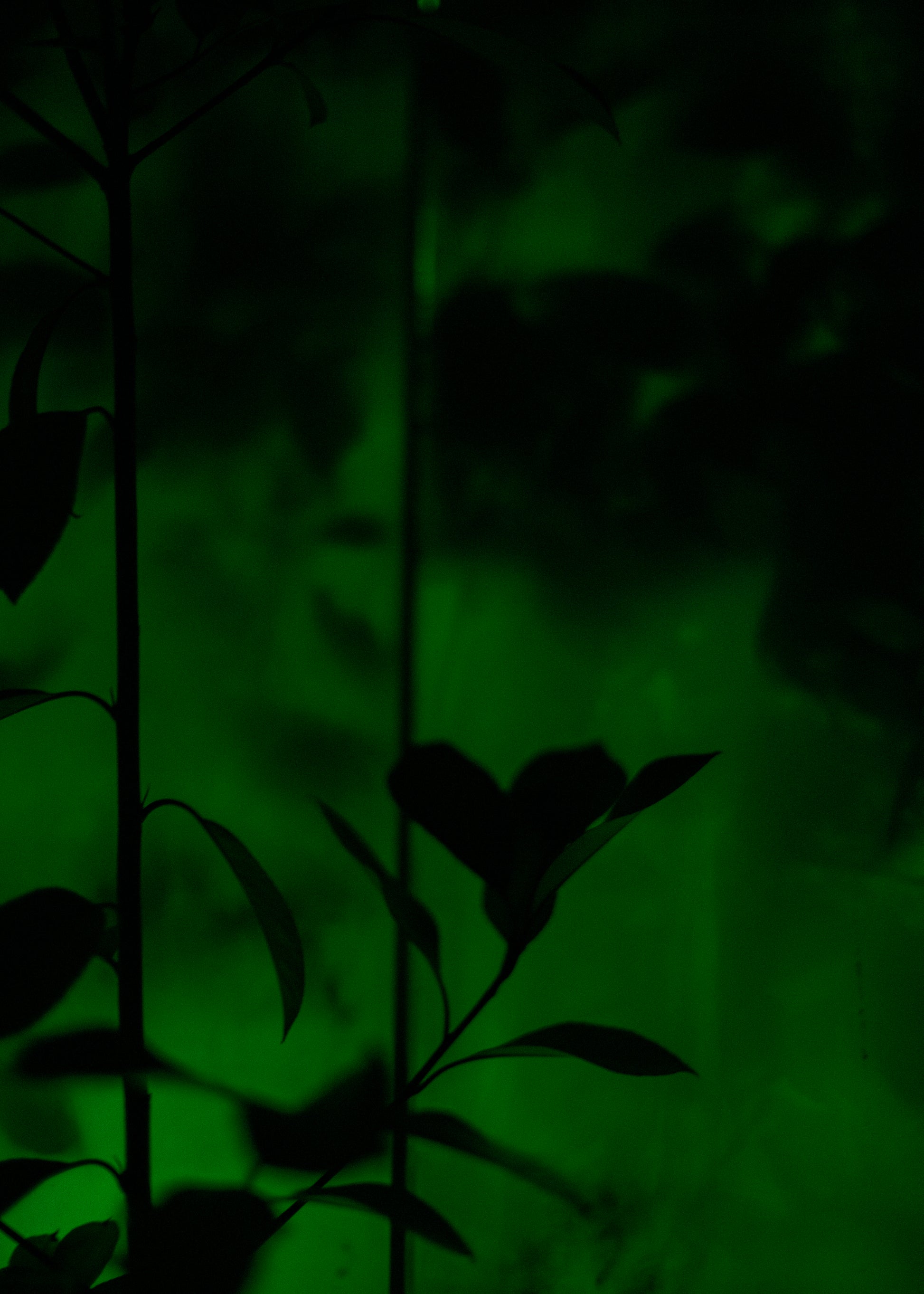 Silhouette of leaves against a dark green background