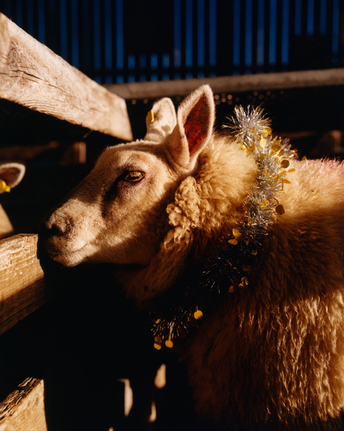 George Hutton - Work #1: Christmas Sheep - Poster