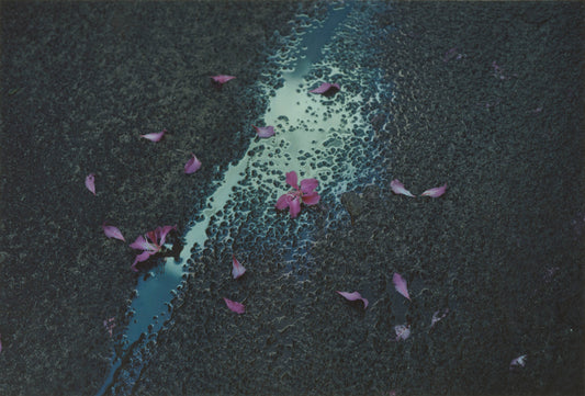 Vava Ribeiro - Work #2: Flowers on asphalt Off the Wall, Oahu- Poster