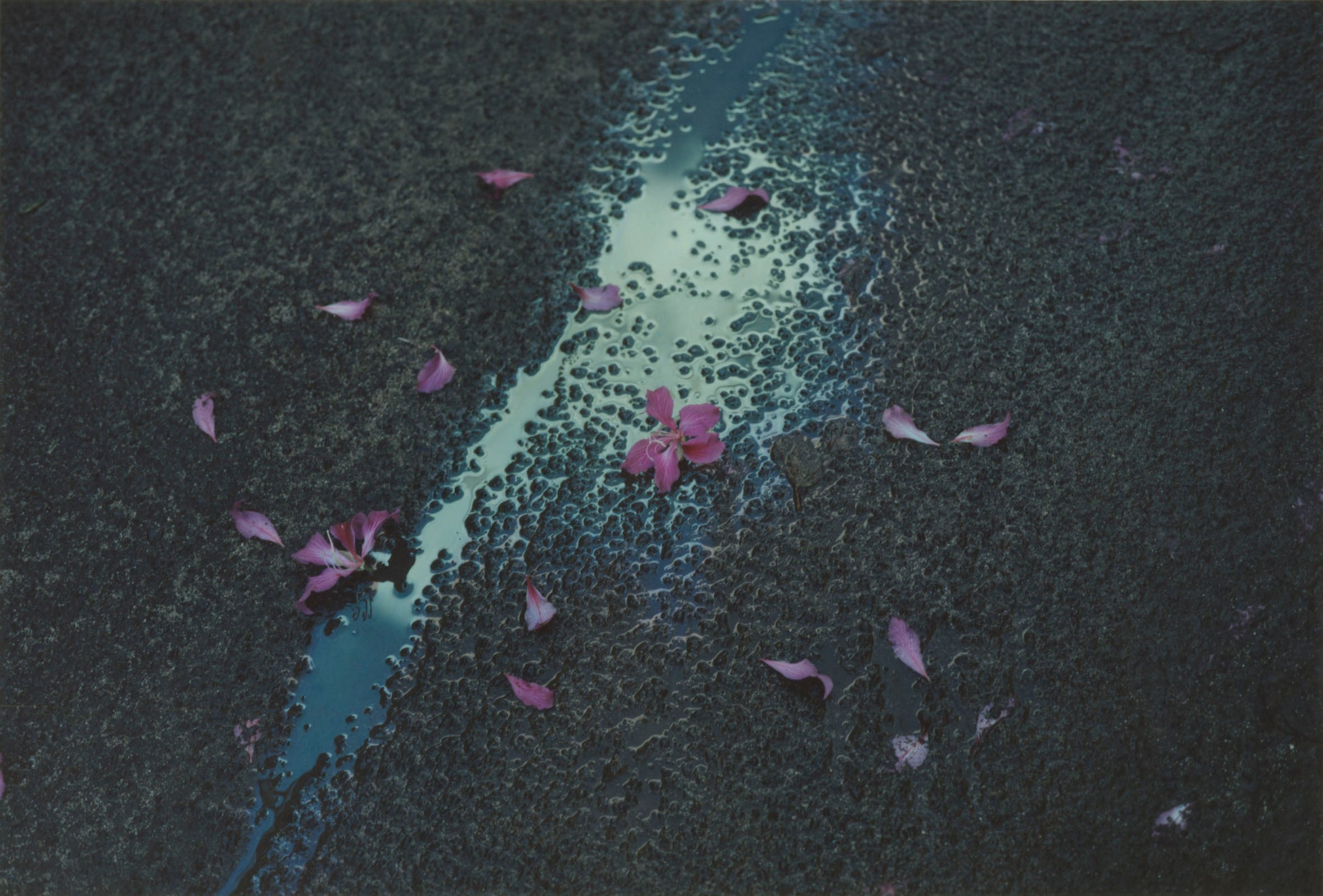 Pink flower petals on a dark surface