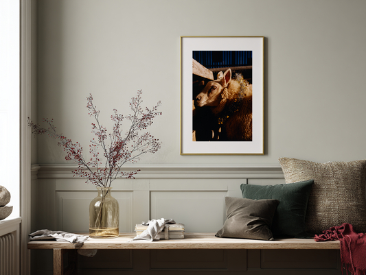 George Hutton - Work #1: Christmas Sheep - Poster