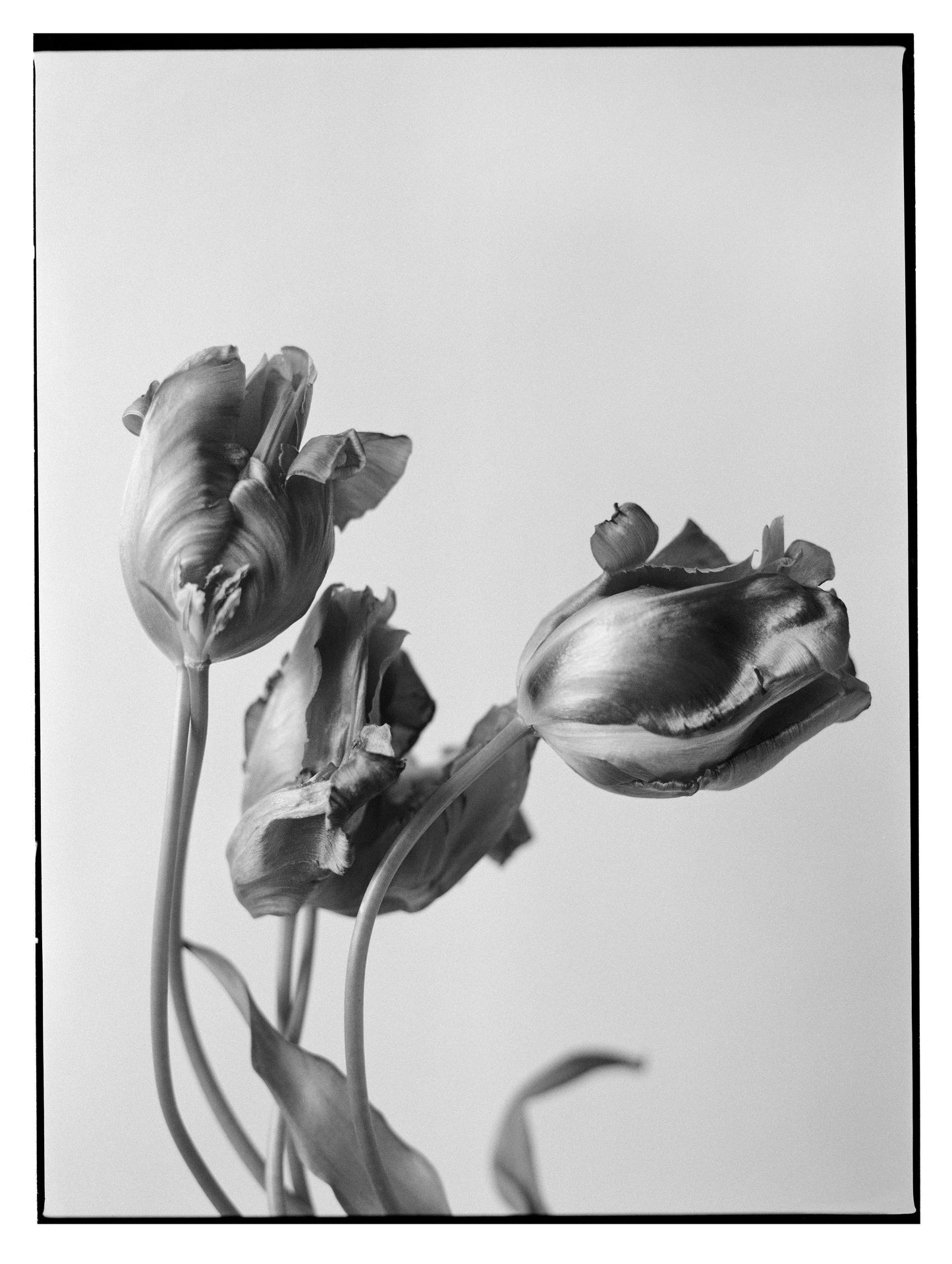 Karina Twiss - Work #12 Tulips - Poster