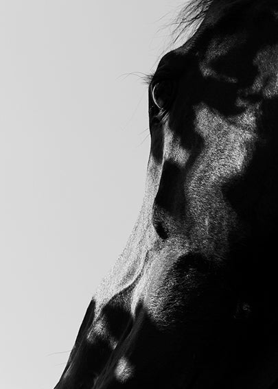 Black and white photograph of a horse's head in profile against a white background.