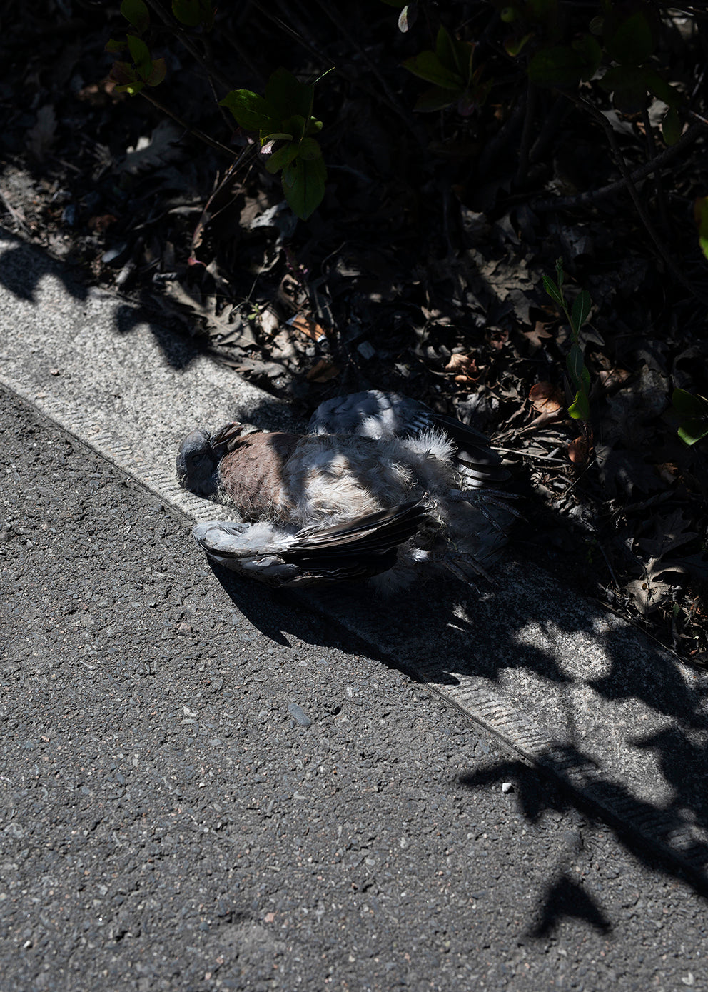 Colin Wright - Work 17 Untitled 2022 - Poster