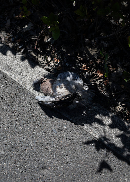 Colin Wright - Work 17 Untitled 2022 - Poster