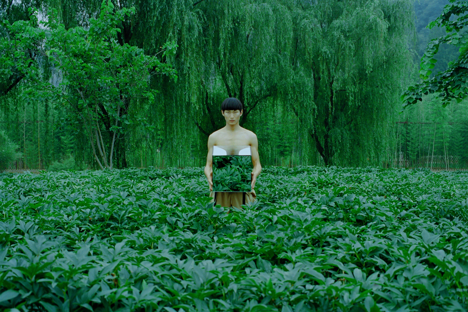 A photograph featuring a person standing in a field of green plants, with a background of taller green plants and a clear sky. The person is wearing a white dress with a green belt.
