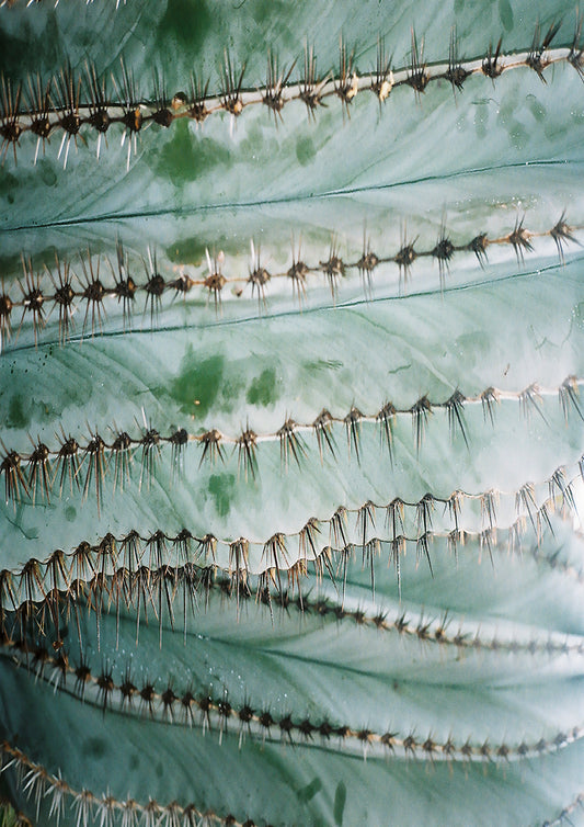 Erik André Nes - Work #19: Cactus - Poster